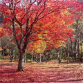 中野もみじ山