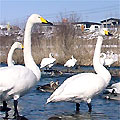 浅瀬石川の白鳥