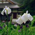 黒森山浄仙寺の花菖蒲